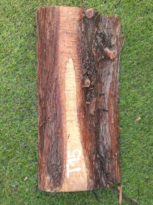 T15 deska z túje 37x17x5 cm