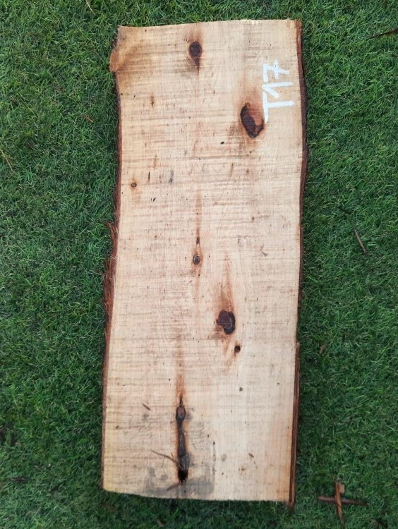 T17 deska z túje 48x19x5 cm