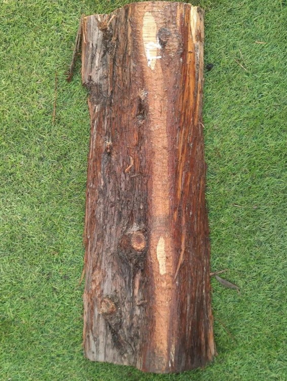 T2 deska z túje 52x17x5 cm