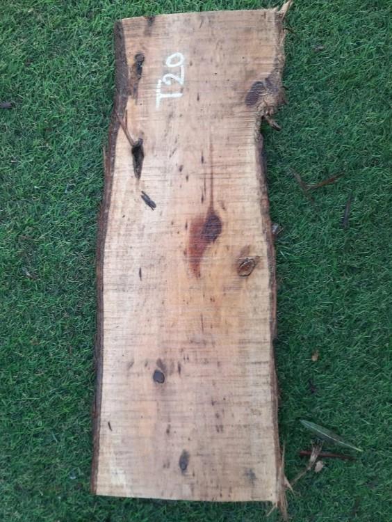 T20 deska z túje 46x16x4 cm