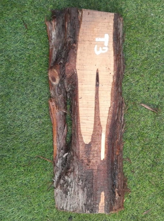 T3 deska z túje 50x17x3 cm