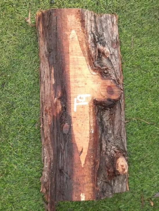 T9 deska z túje 40x19x5 cm