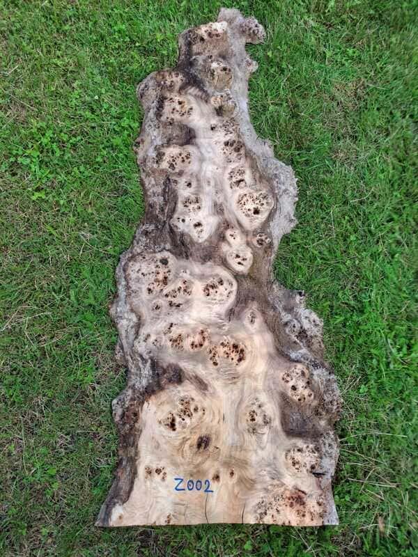 Z002 Topol černý 160x35x6 cm