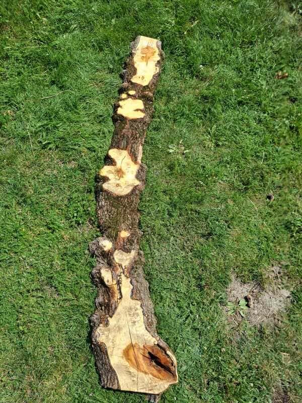 Z005 Javor jasanolistý 220x22x6,5 cm