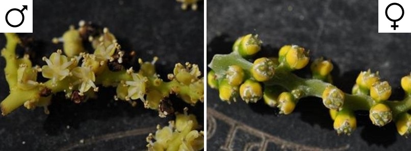 květ Trachycarpus samec vs. samice