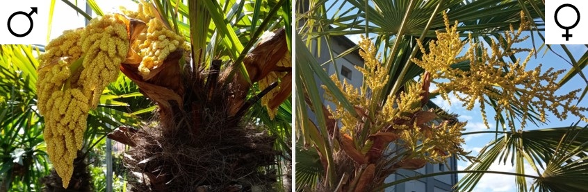květenství Trachycarpus samec vs. samice