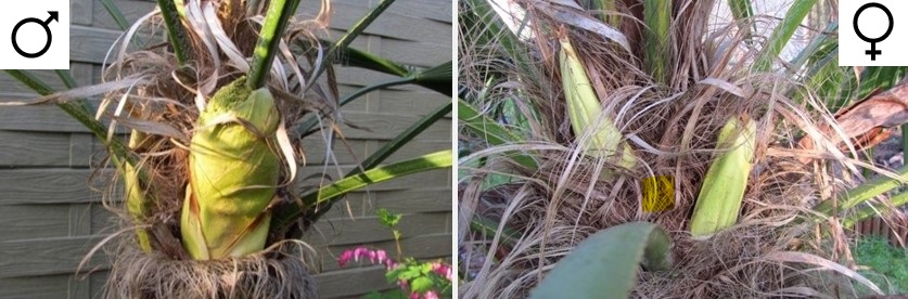 poupě Trachycarpus samec vs. samice